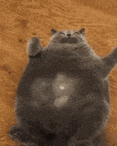 a person is petting a very fat cat on its back .