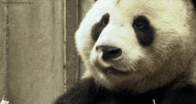 Hungry Panda GIF