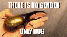 Gender Bug GIF - Gender Bug Beetle GIFs