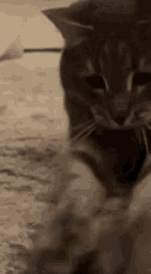 Delicious Cat GIF - Delicious Cat Treat GIFs