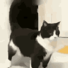 Cat Dancing GIF - Cat Dancing Funny GIFs