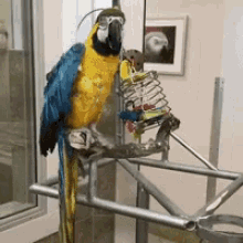 Parrot Sup GIF - Parrot Sup GIFs