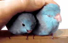 Birds Pet GIF - Birds Pet Love GIFs