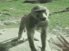 Baboon Monkey GIF - Baboon Monkey Butt GIFs