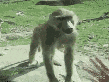 Monkeys are weird. : r/memes