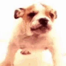 a brown and white puppy is sitting on a white surface .