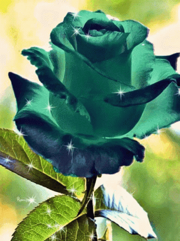 green rose flower picture