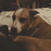 Dog What Do You Want GIF - Dog What Do You Want GIFs