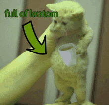 Kratom Cat GIF - Kratom Cat Full Of Soup GIFs