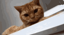 Cat Lurk GIF - Cat Lurk GIFs