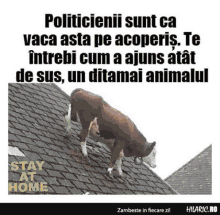 Vaca Cow GIF - Vaca Cow Politicians GIFs