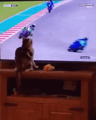 Cat Motorcycle GIF - Cat Motorcycle Crash - Discover & Share GIFs
