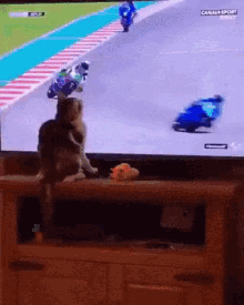 Cat Motorcycle GIF - Cat Motorcycle Crash GIFs