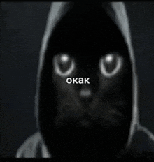 a black cat wearing a hooded jacket is looking at the camera with a foreign language written on it .
