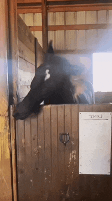 Horse Animal GIF - Horse Animal Funny Horse GIFs