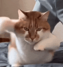 a close up of a cat laying on a bed with a person holding it .