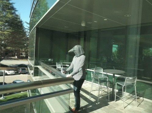 Bird Watching Crows GIF - Bird Watching Crows Bird Head GIFs