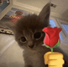 a kitten holding a red rose in front of a poster that says dio