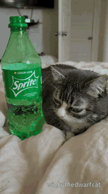 sprite drink winky winky face cat
