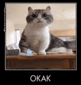 a cat sitting on top of a table with the word okak below it