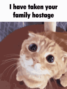 Hostage Cat GIF - Hostage Cat Family GIFs