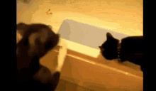 Animals Cat GIF - Animals Cat Dog GIFs