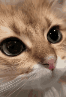 Goofie Cat GIF - Goofie Cat Lick GIFs