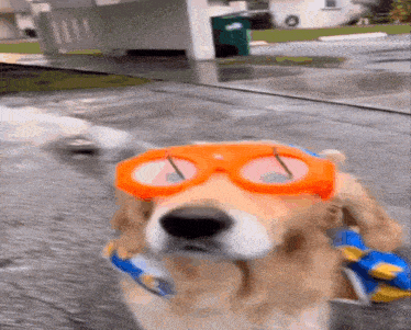 a dog wearing a pair of orange goggles is walking on a sidewalk .