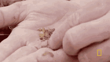 Honey Ants Gordon Ramsay GIF - Honey Ants Gordon Ramsay Uncharted GIFs