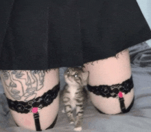 Cat Cat Meme GIF - Cat Cat Meme Skirt GIFs