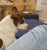 a brown and white dog sitting on a couch looking at the camera