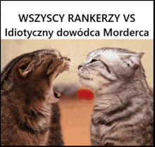 two cats looking at each other with the words " wszyscy rankerzy vs idiotyczny dowodca morderca " written above them