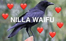 Nilla Waifu Crow GIF - Nilla Waifu Nilla Waifu GIFs
