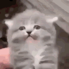 Cat Glitch GIF - Cat Glitch Disappear GIFs