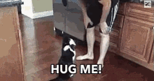 cat hug me hug your cat day hug