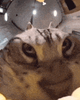 a close up of a cat 's face with a fisheye lens .