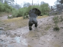 猩猩 跑 可爱· GIF - Gorilla Run Cute GIFs