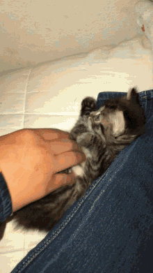 Kitty Tickle GIF - Kitty Tickle Cat GIFs