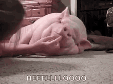Lazy Pig Derp GIF