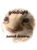 Shordhe Kitty Sticker - Shordhe Kitty Shordhe Goodnight Stickers