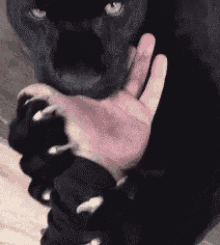 panther nibble cat play hand