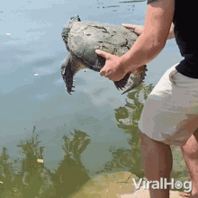 Release The Turtle Viralhog GIF - Release The Turtle Viralhog Let Go Of The Turtle GIFs