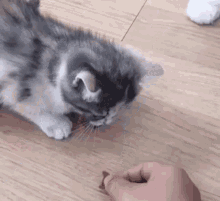 Kitten Cute Cat GIF - Kitten Cute Cat Kitty GIFs