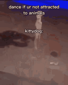 Kittydog Shix GIF - Kittydog Shix GIFs