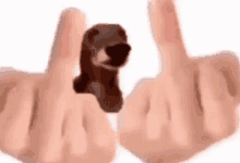 Fuck You Dog GIF - Fuck You Dog Middle Fingers GIFs