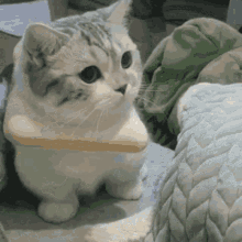 Gato Gatitos GIF - Gato Gatitos Gato Chiquito GIFs