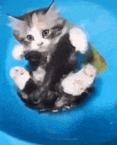 котик плаваю GIF - котик плаваю GIFs