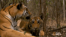 Ear Nibbling Searching For The Tigress GIF - Ear Nibbling Searching For The Tigress Secret Life Of Tigers GIFs