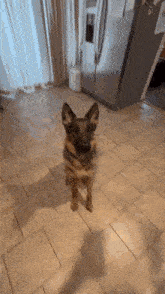 Silly Dog Eating The Peanut Butter Super Silly Dog GIF - Silly Dog Eating The Peanut Butter Super Silly Dog Silly Dog GIFs
