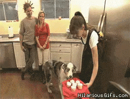 cupcakes-staring.gif